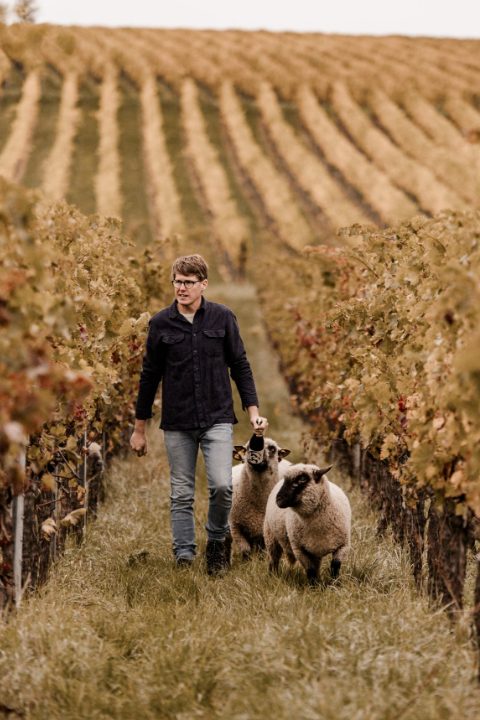 Weinberg des Weinguts Leiner, Pfalz