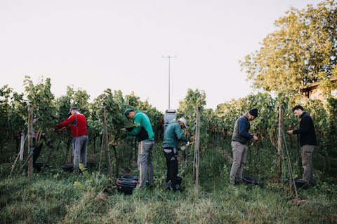 Scheuermann Riesling Ruppertsberger Reiterpfad 2019 BIO