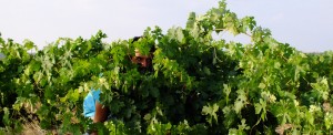 alvar_dios_aciano_toro_spanien