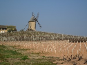doroes_weinsinn_beaujolais_teil_2