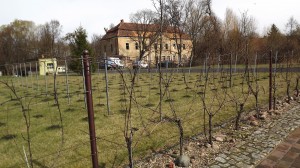 weingut_jaworek_polen_versuchsanbau