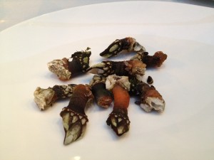 kaia_kaipe_getaria_spanien_entenmuscheln_percebes