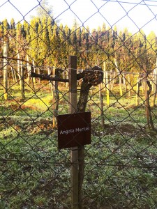 neue_rebsorten_erobern_das_land
