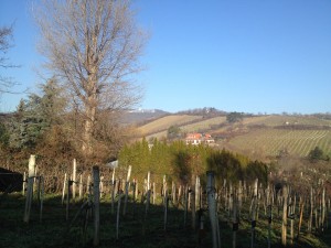weingut_lenikus_wien_oesterreich_12