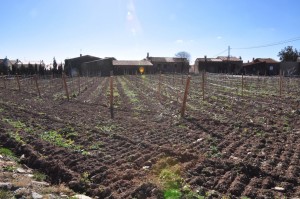 Vinyes_dels_Aspres_Cantallops_Spanien_2