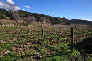 Vinyes_dels_Aspres_Cantallops_Spanien_3