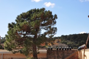 Vinyes_dels_Aspres_Cantallops_Spanien_5