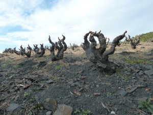 frankreich_languedoc_jeff_carrel_languedoc_10