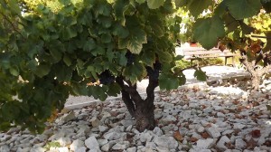 Clos_de_l_Oratoire_des_Papes_Bodenarten_1