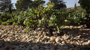 Clos_de_l_Oratoire_des_Papes_Bodenarten_2