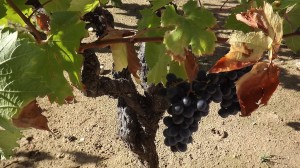 Clos_de_l_Oratoire_des_Papes_Bodenarten_3