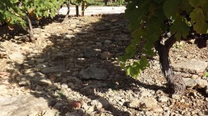 Clos_de_l_Oratoire_des_Papes_Bodenarten_4