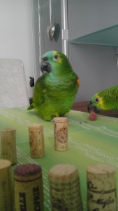 ex-weinminister_kork_papagei_2