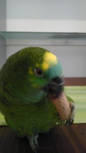 ex-weinminister_kork_papagei_4