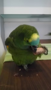 ex-weinminister_kork_papagei_5