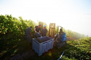 weinernte_2014