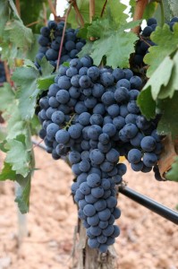 Monteabellon_weinlese_2014_1