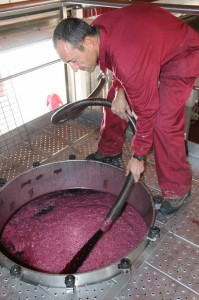 Monteabellon_weinlese_2014_5