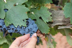 Monteabellon_weinlese_2014_6