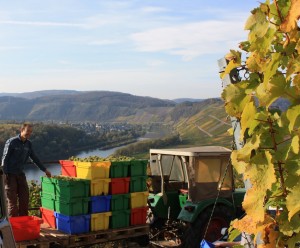 achim_reis_mosel_2014_1