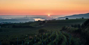dockner_kremstal_weinlese_2014_1