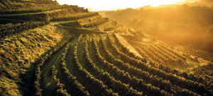dockner_kremstal_weinlese_2014_2