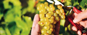 dockner_kremstal_weinlese_2014_3