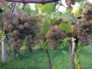 zarate_weinlese_2014_1