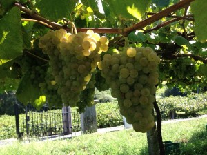 zarate_weinlese_2014_4
