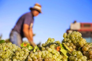 Contreras_Ruiz_weinlese_2014_1
