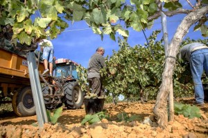 Contreras_Ruiz_weinlese_2014_11