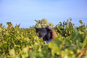 Contreras_Ruiz_weinlese_2014_5