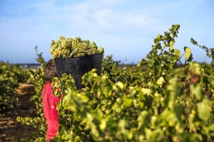 Contreras_Ruiz_weinlese_2014_6
