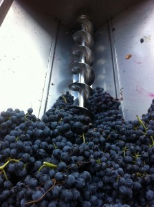ardevol_weinlese_2014_10