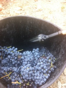 ardevol_weinlese_2014_12