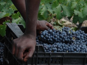 ardevol_weinlese_2014_2