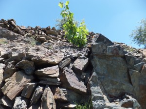 ardevol_weinlese_2014_7