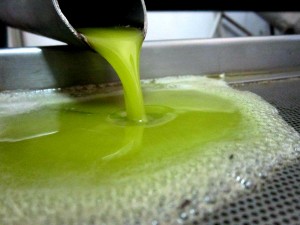 deortegas_olivenoel_ernte_2014_1