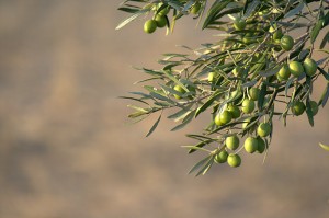 deortegas_olivenoel_ernte_2014_3