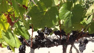 Edna Valley VinVorgarten1