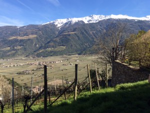Weingut_Hofbrennerei_Unterortl_Castel_Juval_Suedtirol_Italien_3