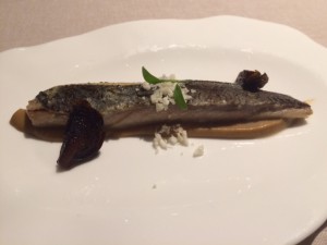Annua_San_Vicente_de_la_Barquera_Spanien_14