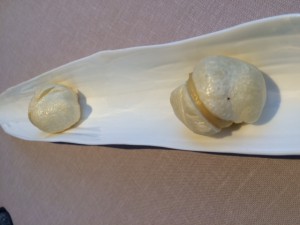 Annua_San_Vicente_de_la_Barquera_Spanien_5
