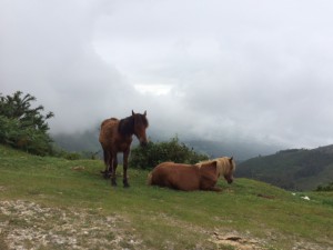 El_Corral_del_Indianu_Arriondas_Spanien_2