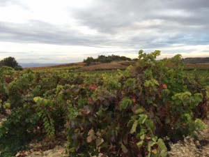 Bodega_Roberto_Olivan_Vinastre_Rioja_Spanien_4