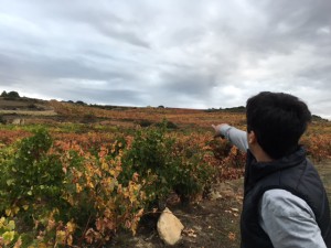 Bodega_Roberto_Olivan_Vinastre_Rioja_Spanien_5