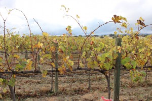 Cosecha_2015_Dehesa de Luna_5