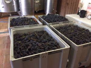 Weingut_Flick_Bechtolsheim_Rheinhessen_Deutschland_3