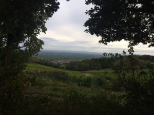 Weingut_Odinstal_Wachenheim_Pfalz_Deutschland_1