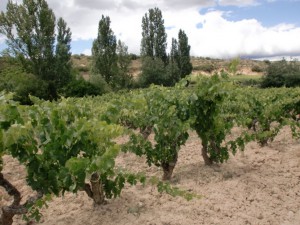 roberto_olivan_tentenublo_rioja_1